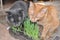 Cats eat grass grown at home