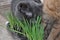 Cats eat grass grown at home