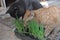 Cats eat grass grown at home naw