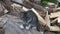 Cats in farm yard, kitten portrait, pussy cat sitting in garden, eyes cat