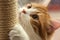 Cats fierce gaze and scratching captured in a close up portrait