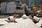 Cats gather in the sunshine on a concrete surface, basking in the warmth of the day