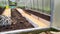 Cats in the greenhouse. Preparing the greenhouse for winter. Dug up beds and sawdust furrows