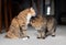 Cats grooming each other in the living room