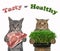 Cats hold microgreens and meat