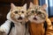 Cats holding smartphones and appearing to take selfies, making for a humorous and modern twist on pet photography. Generative AI