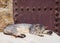 Cats laying on the streets in Morocco