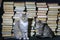 Cats like to be photographed, a photo session on the background of books folded in stobs on a black background.