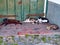 Cats lounging in a doorway to escape the hot sun in Mertola, Portugal