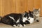 Cats lying resting on the doormat near a door