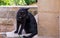 Cats of Malta. Stray black cat sitting on the porch