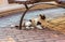 Cats of Malta - stray calico cat lying under the bench