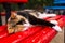 Cats of Malta - stray calico cat sleeping on the red bench