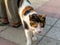 Cats of Malta - stray calico cat Sliema promenade