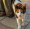 Cats of Malta - stray calico cat Sliema promenade