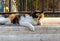 Cats of Malta - stray fluffy calico cat lying under the railing at Sliema promenade