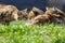 Cats meet face to face on the green lawn in nature