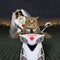 Cats newlywed riding white motorcycle