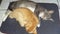 cats orange and grey sleeping