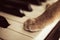 Cats paws lying on the piano keys close up cat playing