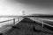 Cats on a pier on a lake with long sunset shadows