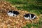 Cats on a pile of dry leaves