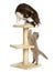 Cats playing on a cat tree, isolated