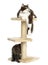 Cats playing a cat tree, isolated