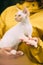 Cats Portrait. Obedient Devon Rex Cat With Cream Fur Color Sitting On Hands. Curious Playful Funny Cute Beautiful Devon
