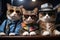 cats portrait with sunglasses, Funny animals in a group together looking at the camera, wearing clothes, having fun