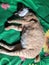 cats when they are pregnant will usually have difficulty finding the right position when sleeping