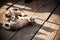 Cats Resting on Wooden Floor