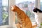 Cats safely walking on the windowsill. Falling from height protection concept