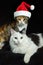 Cats with Santa cap