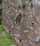 Cats of the Sforza castle in Milan. Italy