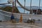 cats on the shore near a fishing boat waiting for fresh fish for breakfast, Greece