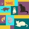 Cats show poster grooming or veterinary feline flyer vector illustration. Cute kitten pet background. Funny animal