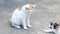 Cats Siam cat on the cement floor. Cats sitting on the cement floor, white cat one on the cement floor, Thai cat skin.