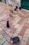 Cats sit on the street in the city of Kotor on the street