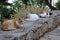 Cats sitting on a stone wall in Greece