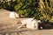 Cats sleeping in the sun in Larnaca