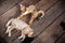 Cats Sleeping on Wooden Floor