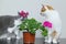 A cats sniffs flowers. Houseplant in a pot on the table. Flowering indoor plants