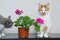 A cats sniffs flowers. Houseplant in a pot on the table. Flowering indoor plants