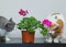 A cats sniffs flowers. Houseplant in a pot on the table. Flowering indoor plants