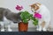 A cats sniffs flowers. Houseplant in a pot on the table. Flowering indoor plants