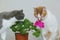 A cats sniffs flowers. Houseplant in a pot on the table. Flowering indoor plants