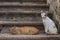 Cats on the stairs