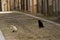 Cats in the street