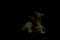 Cats together stand on a dark background in the night